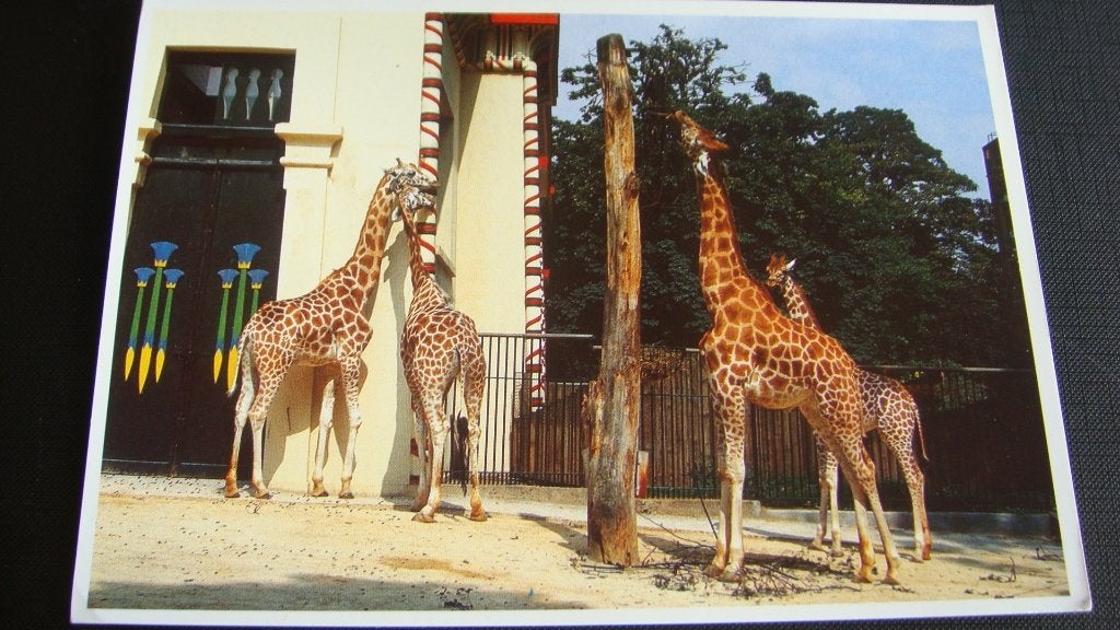 Zoo Antwerpen., Ophalen of Verzenden, 1980 tot heden, Gelopen, Overige thema's