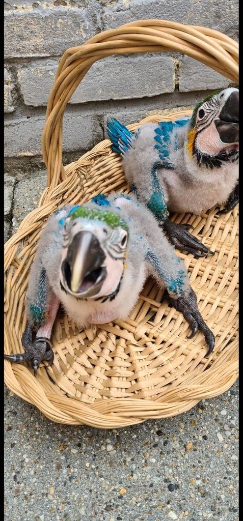 te koop blauwgeel ara, Dieren en Toebehoren, Vogels | Parkieten en Papegaaien, Geslacht onbekend, Papegaai, Geringd