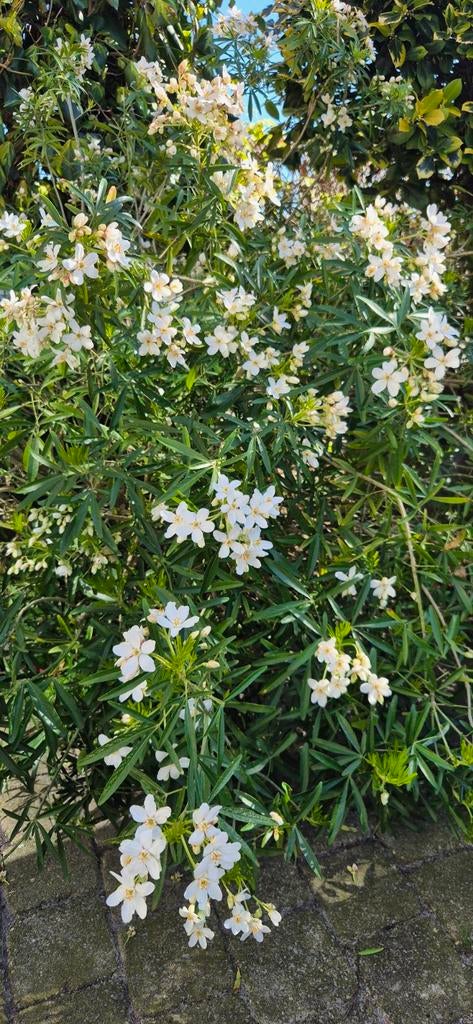 Mexicaanse Oranjebloesem Struik - Choisya Ternata, Volle zon, Vaste plant, Lente, Ophalen