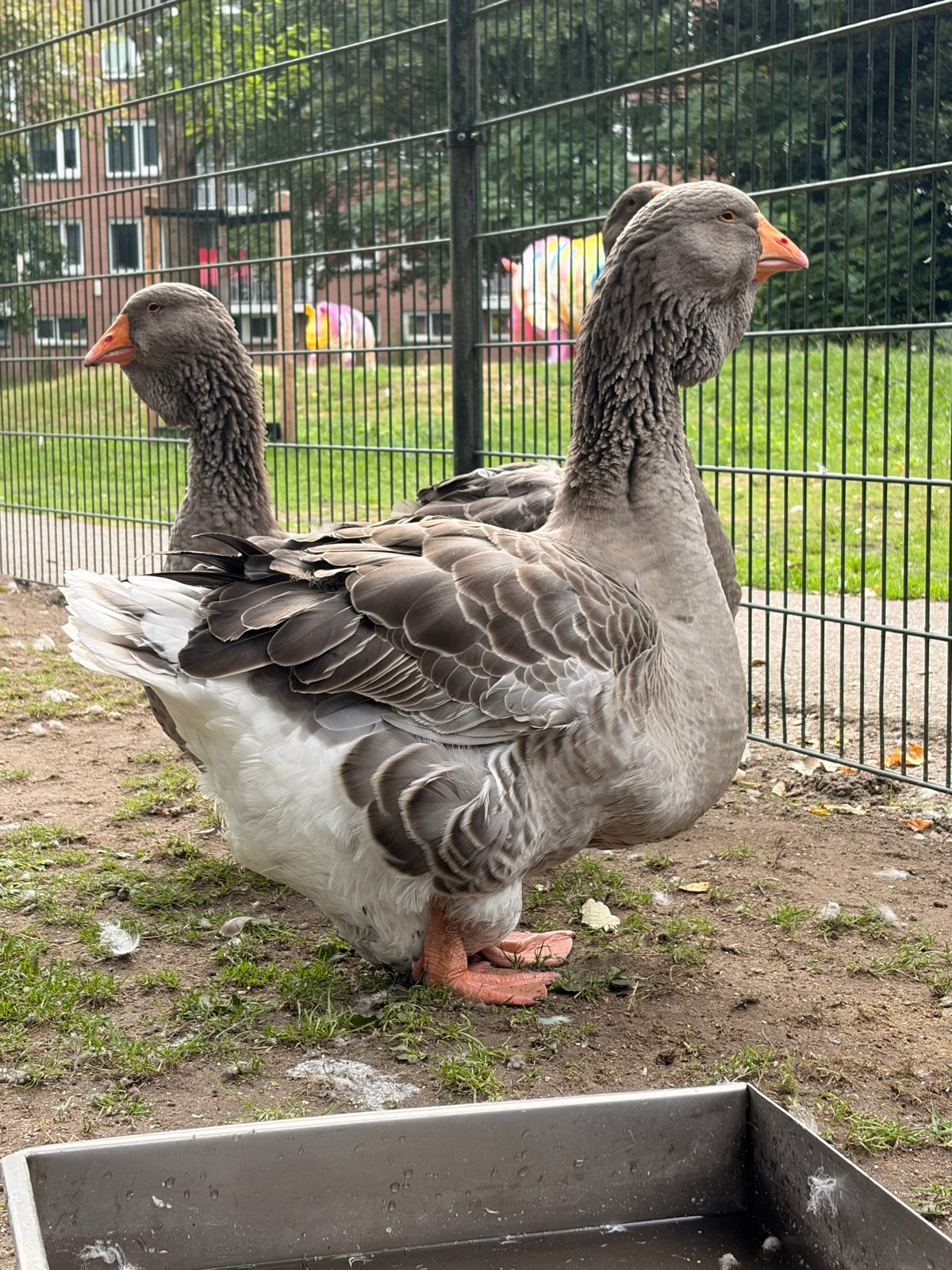 Toulouse gans dewlap gent, Dieren en Toebehoren, Pluimvee, Mannelijk, Gans of Zwaan