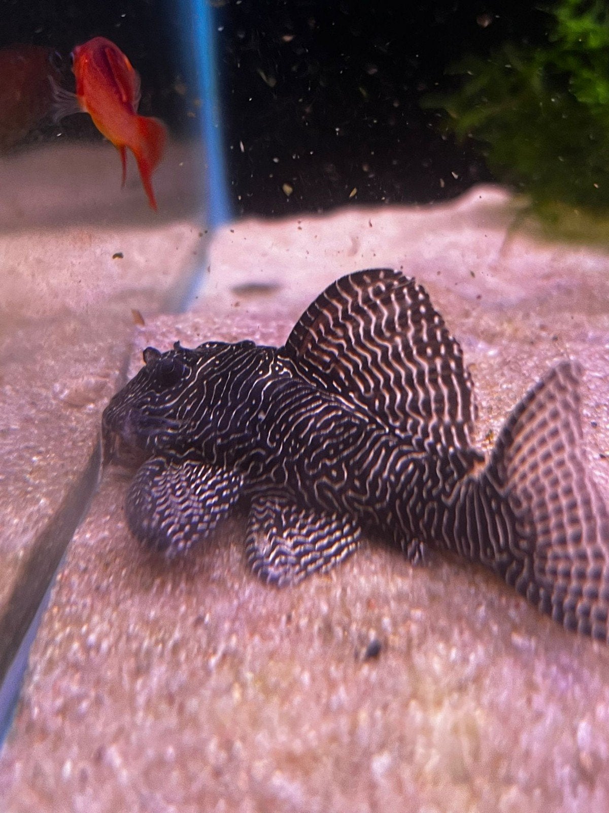 L260 Queen arabesque pleco, Vis