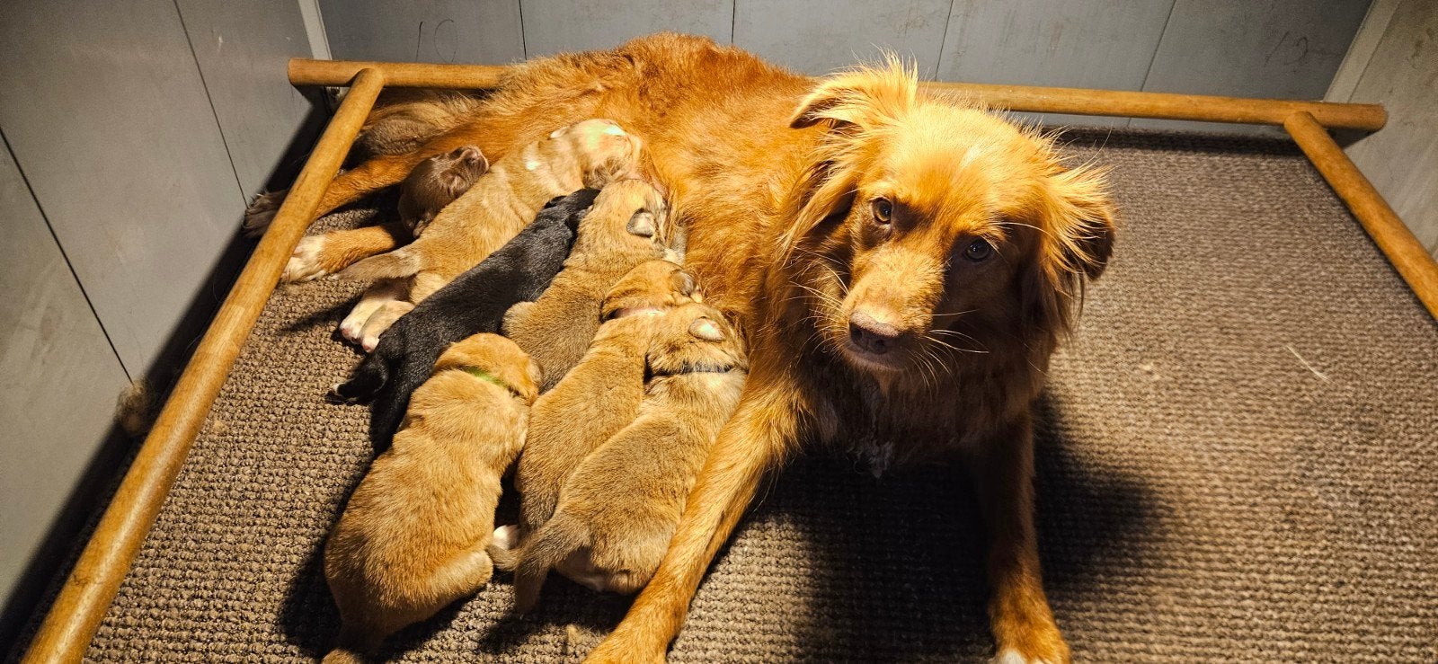 Nestje Nova Scotia Duck Tolling t
Retriever x Australian she, Overige rassen, 8 tot 15 weken, Meerdere, Meerdere dieren