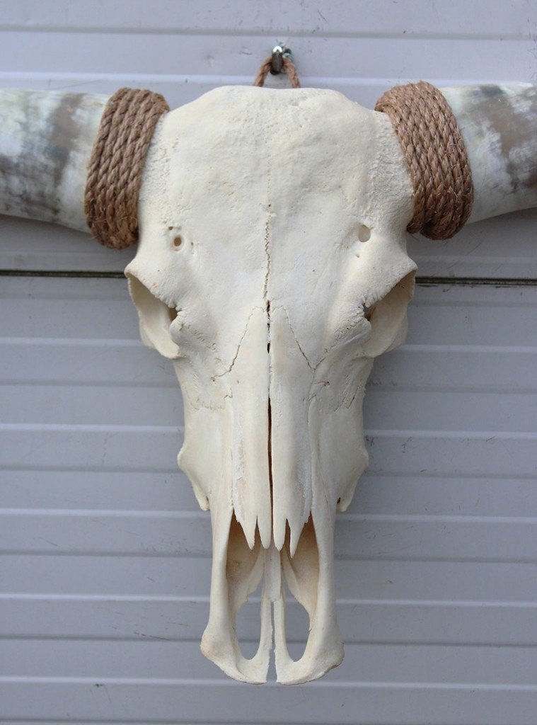 Grote schedel TEXAS STYLE LONGHORN 149 cm - ref. E, Verzamelen, Dierenverzamelingen, Ophalen, Nieuw, Boerderijdier, Schedel