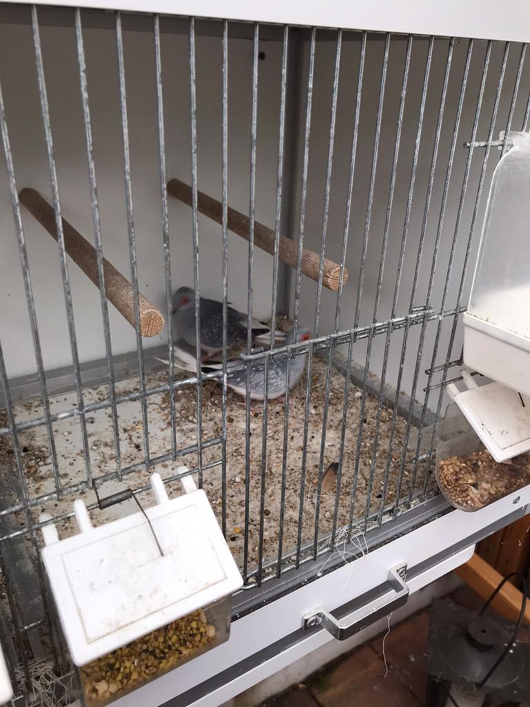 Diamantduifjes, Meerdere dieren, Overige soorten