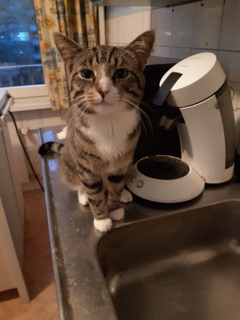 goed huis gezocht voor Tommie, Kater, Kortharig, 0 tot 2 jaar