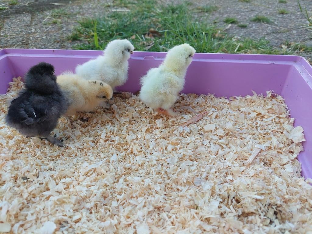Gesekste kuikens, verschillende rassen + alle benodigdheden, Dieren en Toebehoren, Pluimvee, Vrouwelijk, Kip