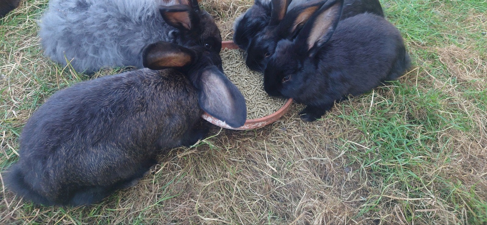2 voedsters 1 ram Franse hangoor x Nieuw Zeeland, Dieren en Toebehoren, Vrouwelijk, Middelgroot, 0 tot 2 jaar