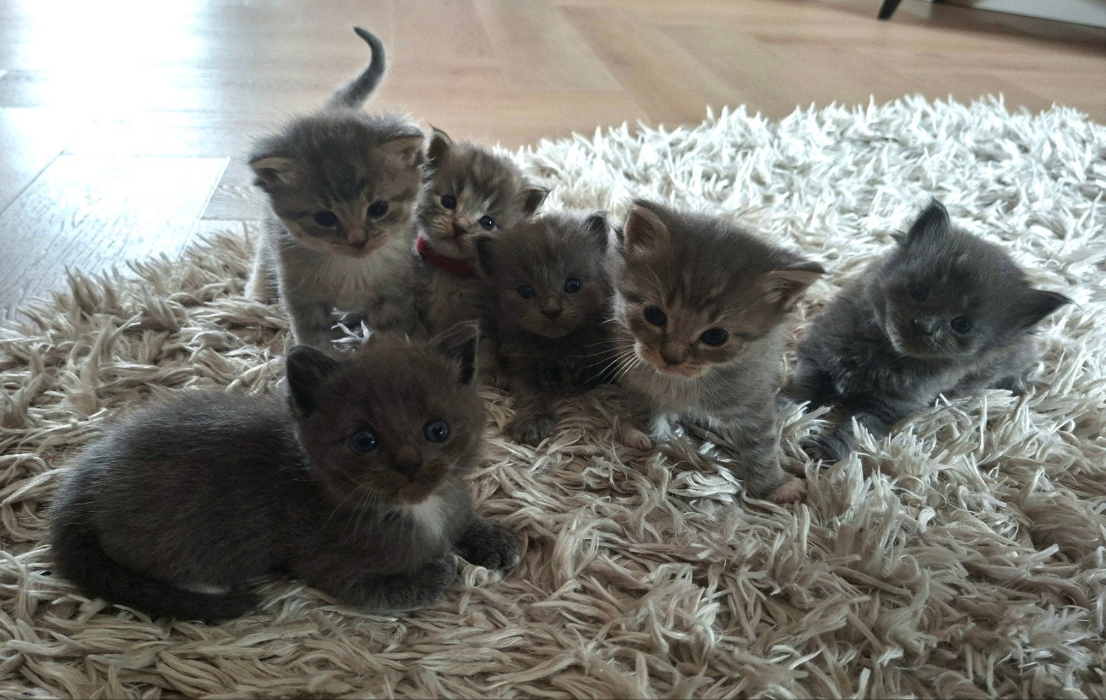 Maine coon x Ragdoll kittens, Dieren en Toebehoren, Katten en Kittens | Raskatten | Langhaar, Meerdere dieren, Gechipt, 0 tot 2 jaar