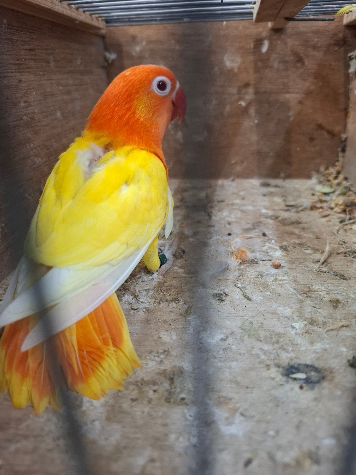 jonge fischeri lutino opeline en rood oog, Dieren en Toebehoren, Vogels | Parkieten en Papegaaien, Meerdere dieren, Dwergpapegaai of Agapornis