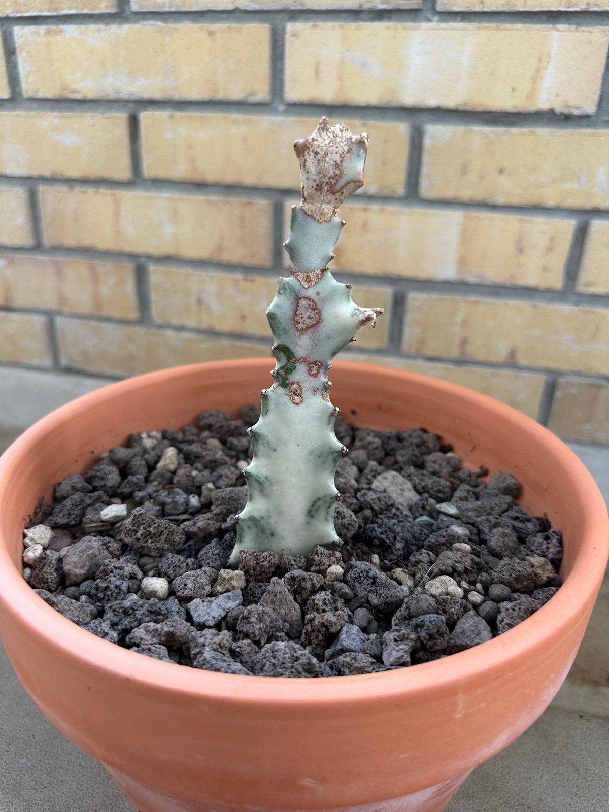 Euphorbia Lactea white ghost vetplant cactus, Ophalen of Verzenden, Vetplant, Volle zon, Minder dan 100 cm