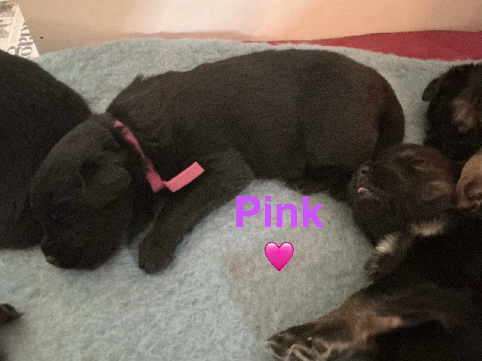 Eurasier herder x Golden Retriever pups, 8 tot 15 weken, Meerdere, Meerdere dieren, Nederland