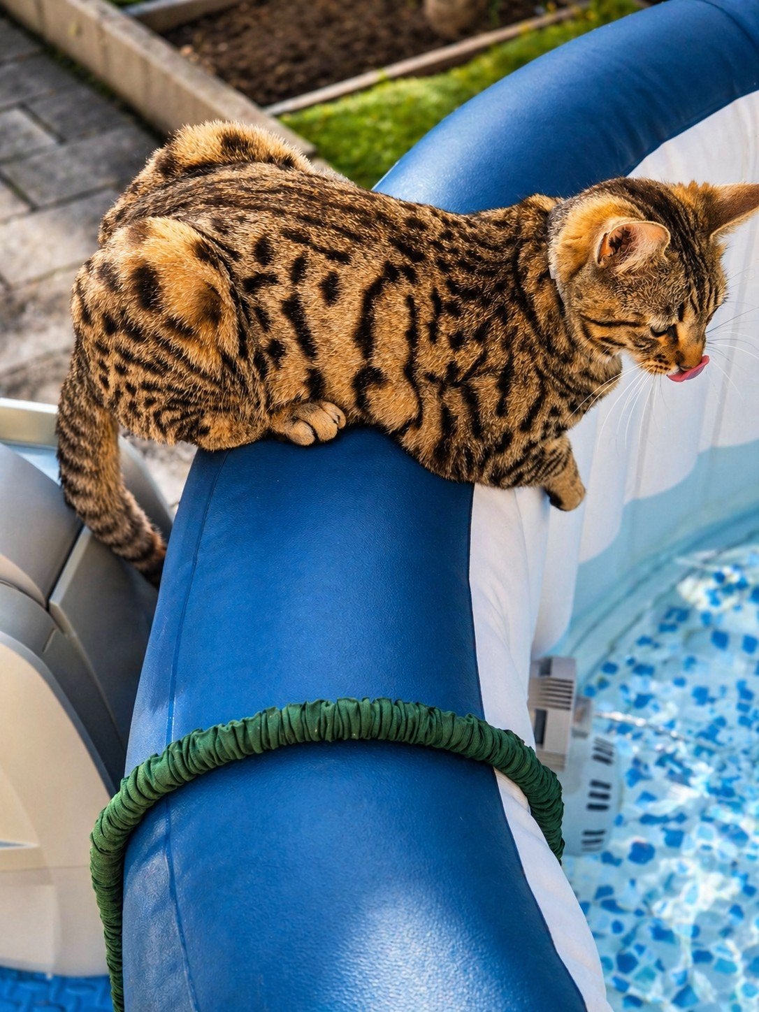dek kater, 0 tot 2 jaar