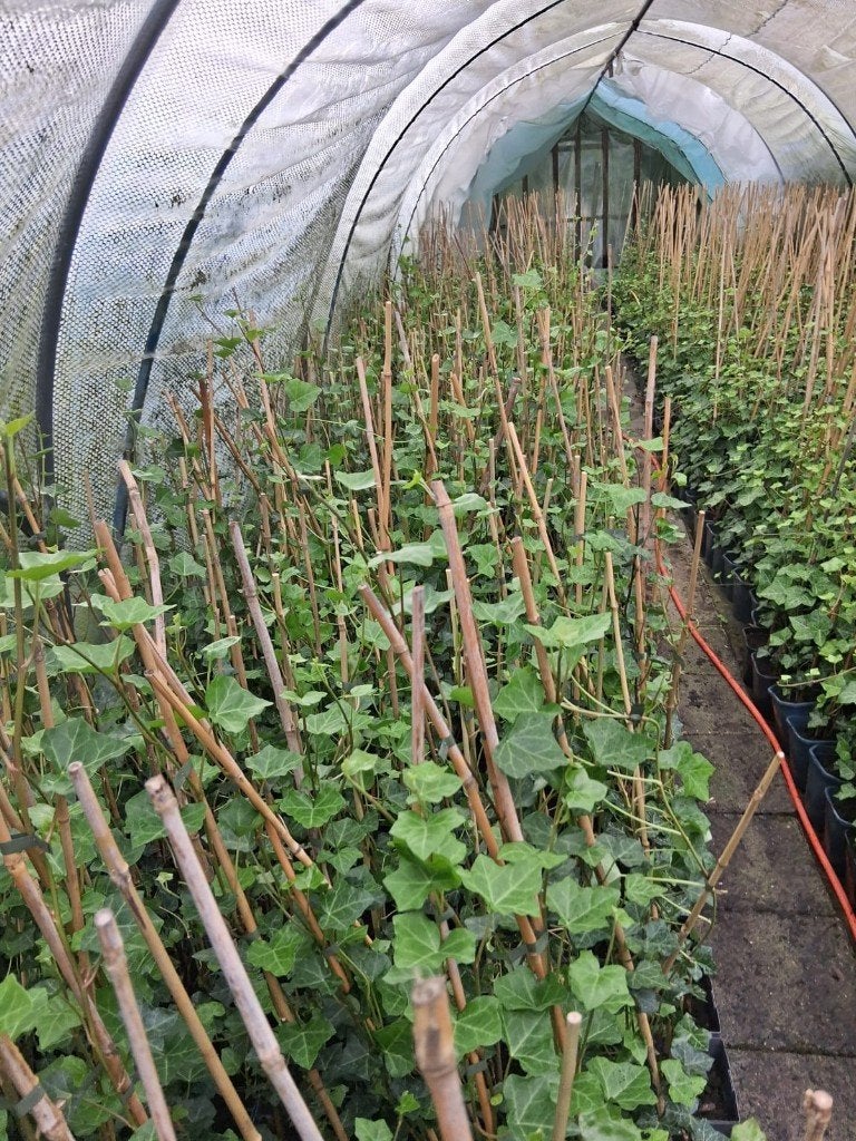 hedera helix, Tuin en Terras, Ophalen, Vaste plant, Bloeit niet, Halfschaduw