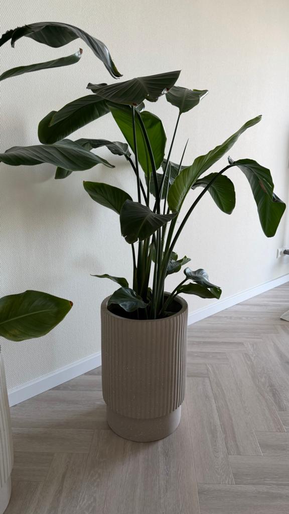 Grote Strelitzia Nicolai in pot - in volle bloei, Ophalen, Overige soorten, In pot, 150 tot 200 cm