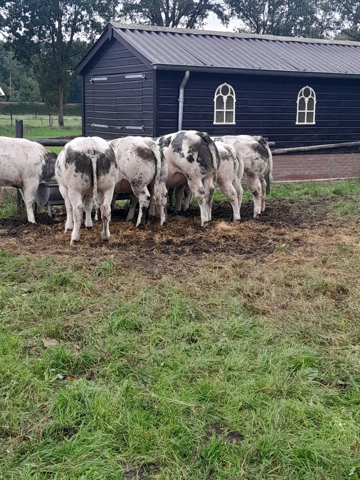 6 luxe dikbil vaarzen, Vrouwelijk, 0 tot 2 jaar