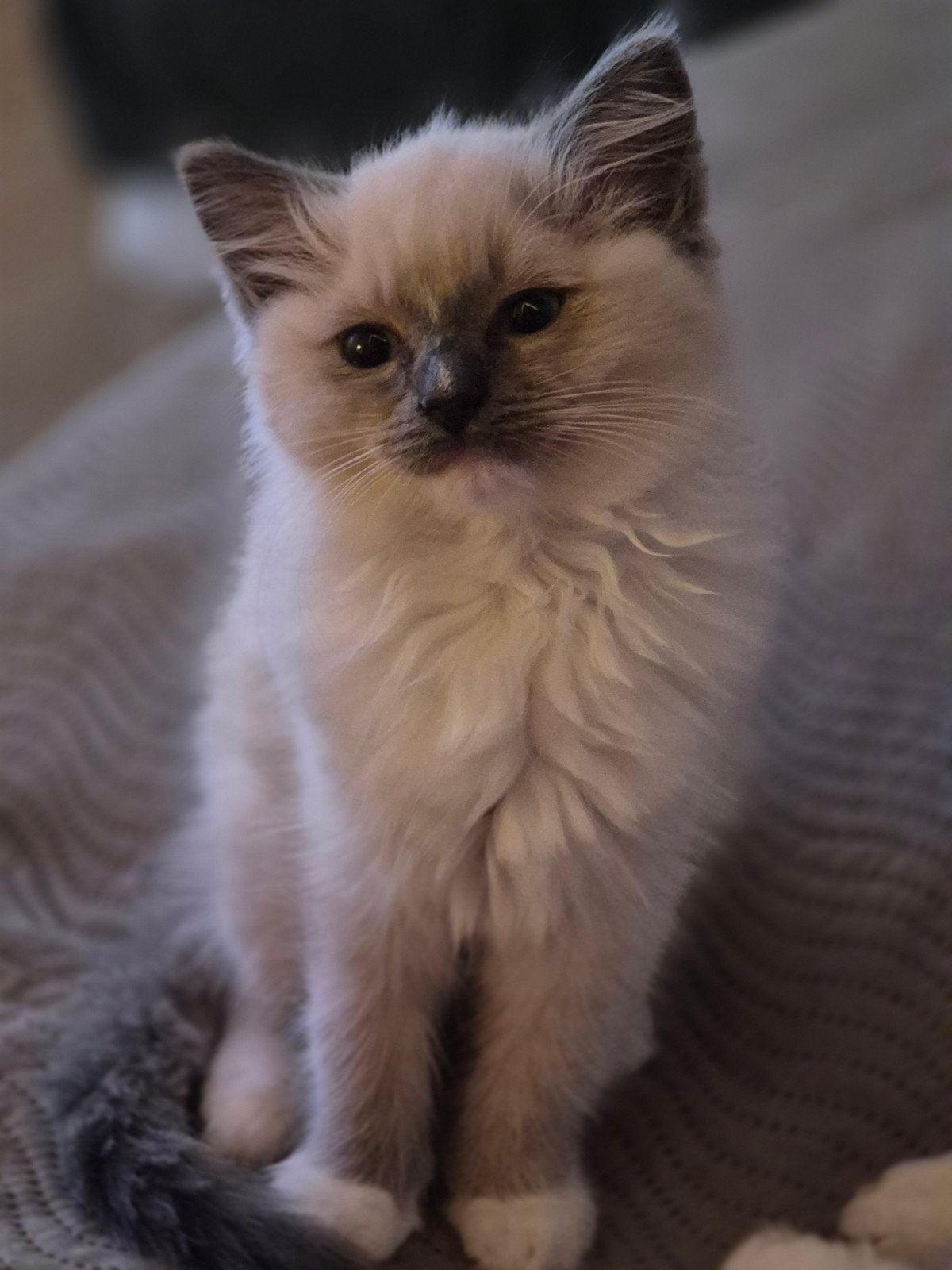 Ragdoll kittens nog 2 beschikbaar, Meerdere dieren, 0 tot 2 jaar