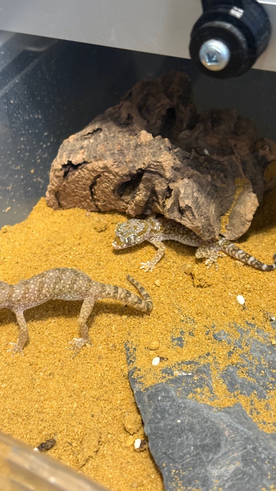 Stenodactylus stenodactylus, stenodactylus petrii, Dieren en Toebehoren, Reptielen en Amfibieën, Slang, 0 tot 2 jaar