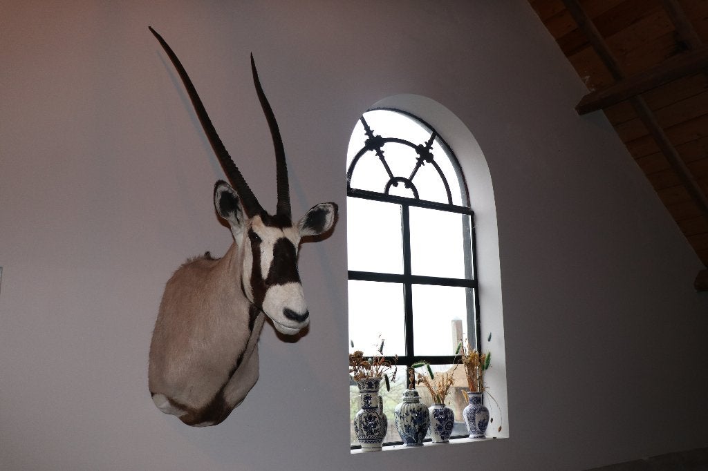 Prachtige opgezette Oryx kop - Unieke wanddecoratie, Verzamelen, Dierenverzamelingen, Ophalen, Nieuw, Wild dier, Gewei of Kop