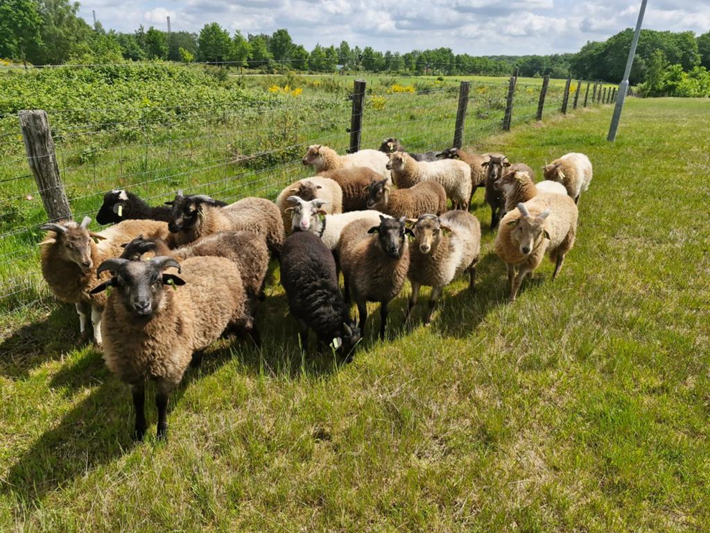 Drentse Heideschapen. Ooi- en ramlammeren, stamboek ouders.., Dieren en Toebehoren, Schapen, Geiten en Varkens, Meerdere dieren