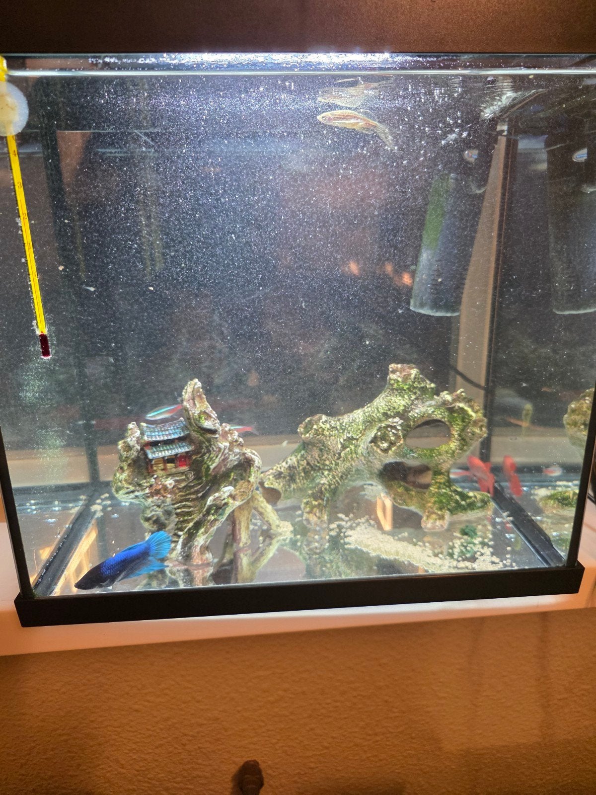aquarium met 10 vissen en toebehoren, Dieren en Toebehoren, Ophalen, Inclusief toebehoren, Zo goed als nieuw, Leeg aquarium