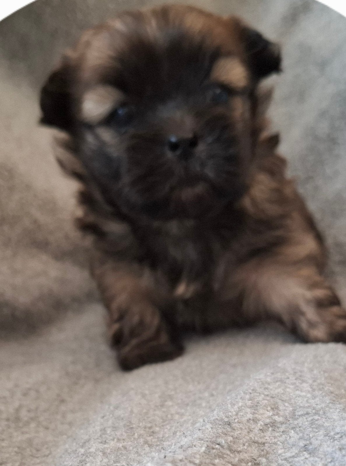 Leuke boomer reutje, Dieren en Toebehoren, Maltezer, Reu, 8 tot 15 weken, Eén hond