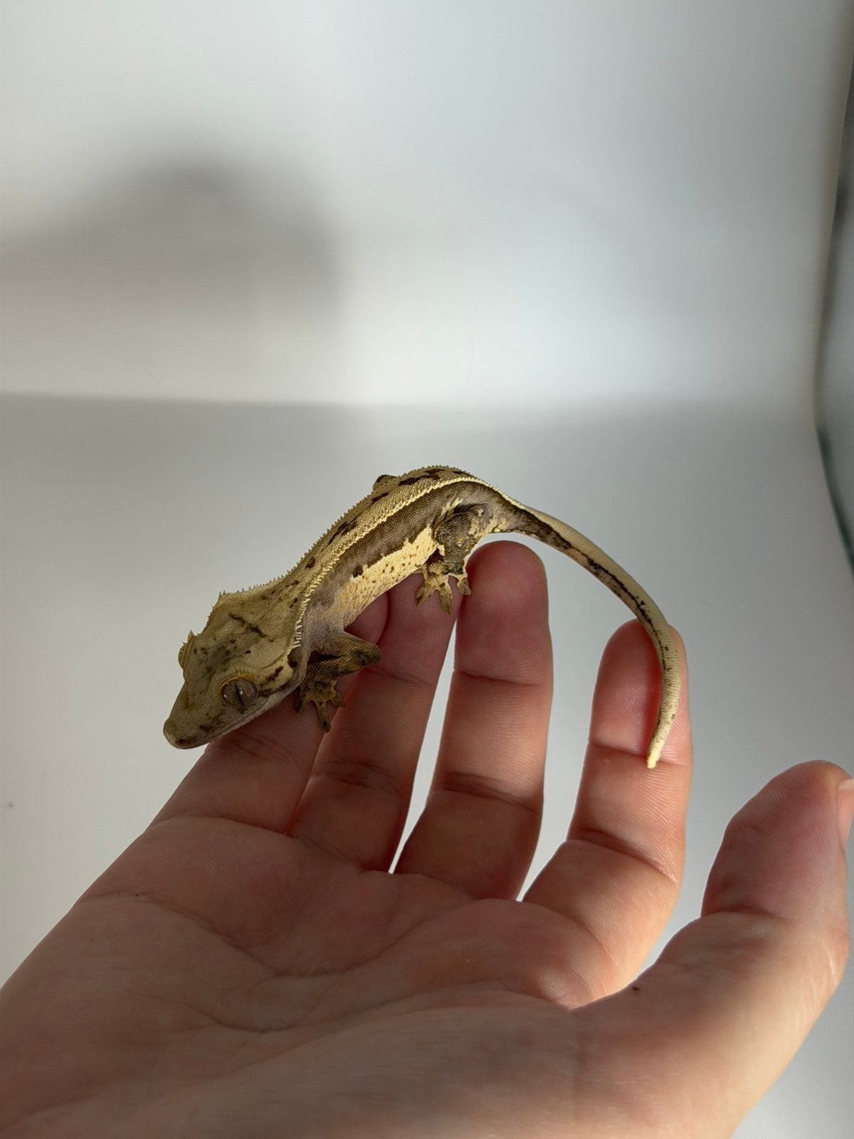 Correlophus ciliatus - Crested Gecko - Wimpergekko, Hagedis, 0 tot 2 jaar