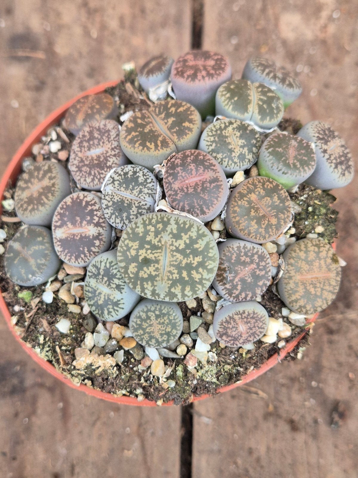 Lithops Levende stenen p8 (5), Huis en Inrichting, Ophalen of Verzenden, Halfschaduw, Minder dan 100 cm