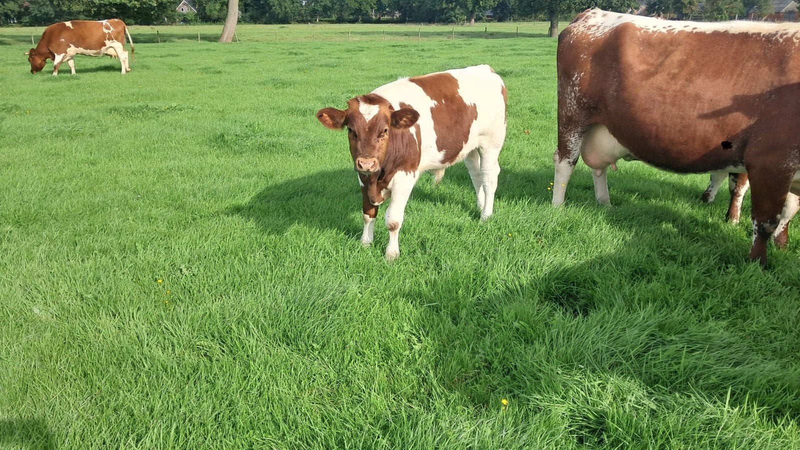 Fries Roodbonte stier, Dieren en Toebehoren