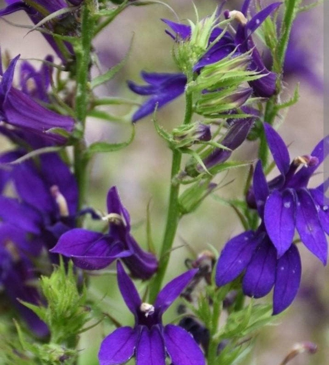 Lobelia Starship Blue - 2 liter pot - 200 stuks op voorraad, Tuin en Terras, Overige soorten, Vaste plant, Ophalen of Verzenden