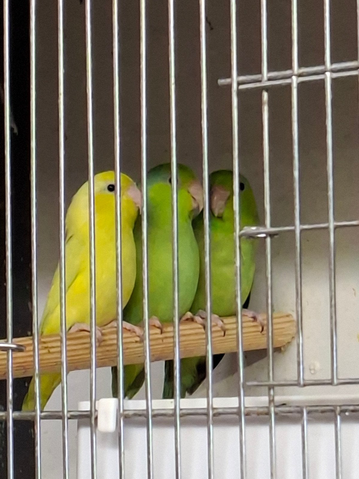 te koop jonge Forpus coelestis mannen, Mannelijk, Dwergpapegaai of Agapornis, Geringd