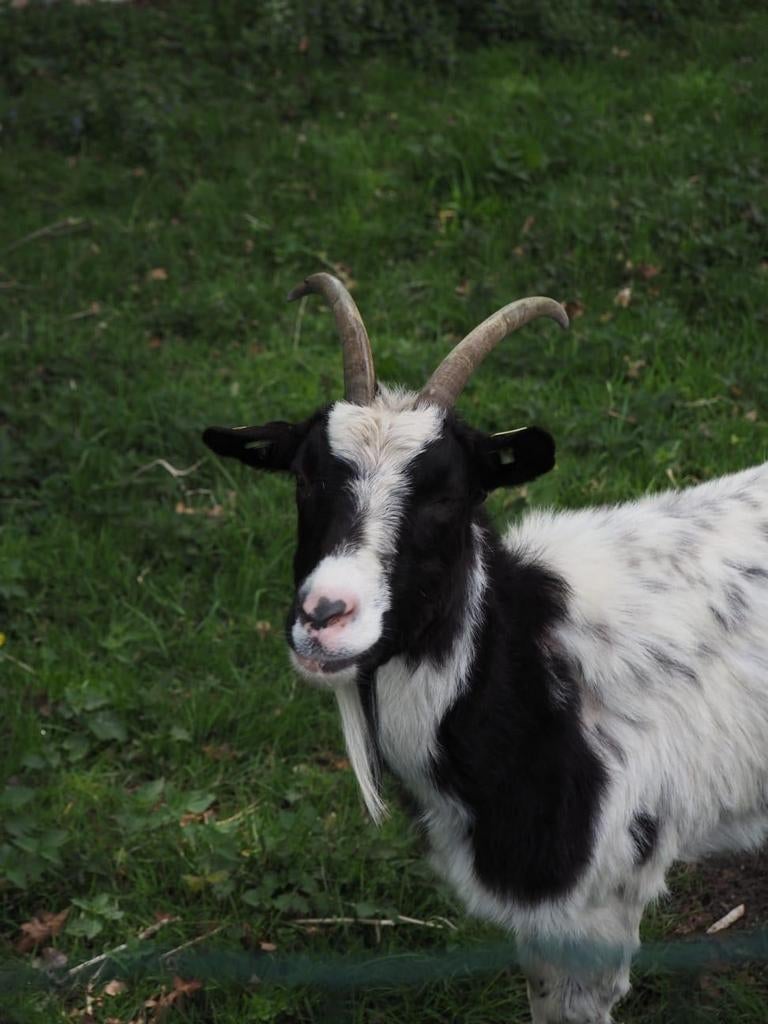 Goed tehuis gezocht voor grote bonte geit, Dieren en Toebehoren, Schapen, Geiten en Varkens, Vrouwelijk, Geit