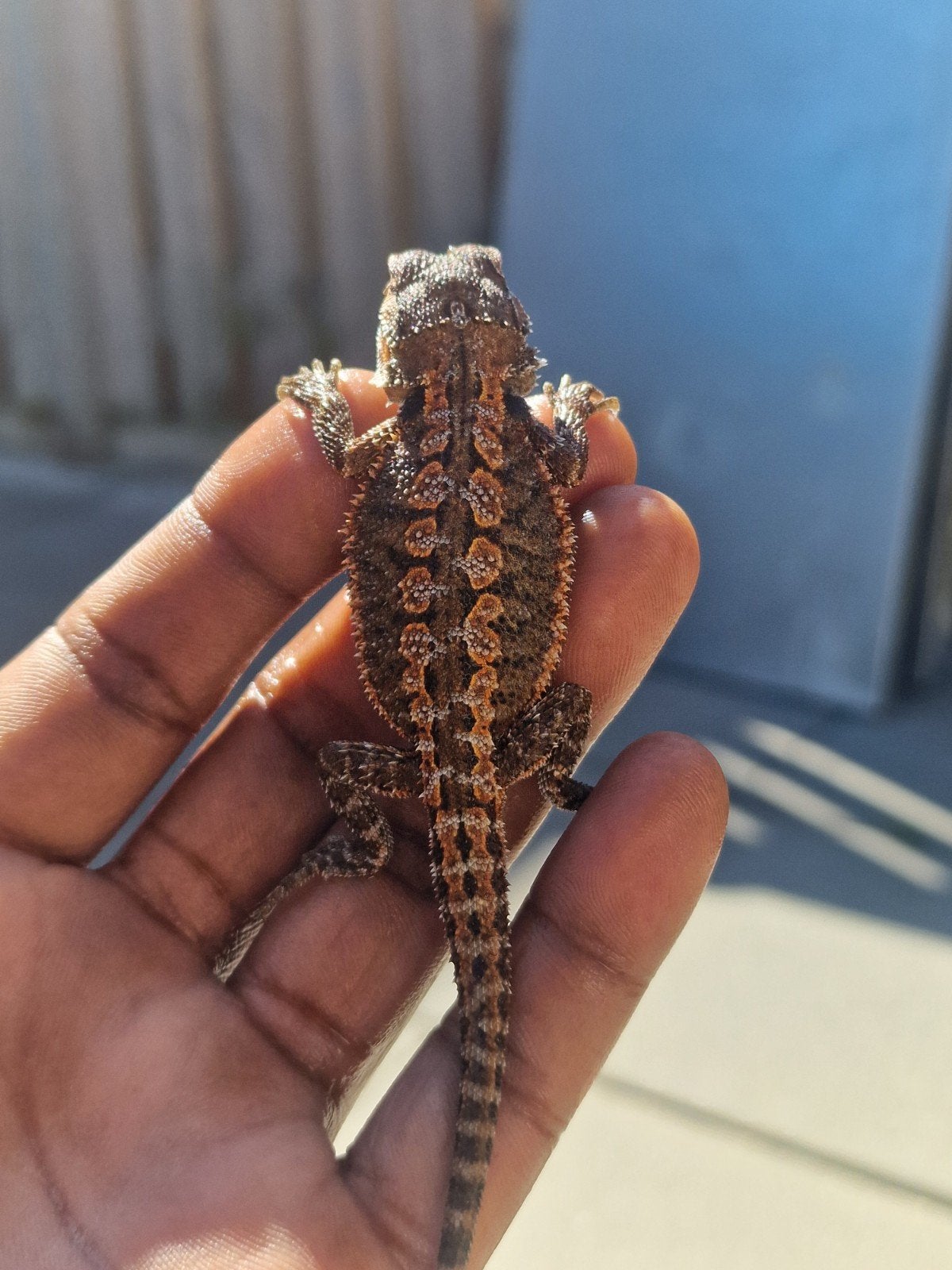 Te koop: prachtige Dark Monster baardagaam van 5 weken oud, Overige soorten, Tam, 0 tot 2 jaar