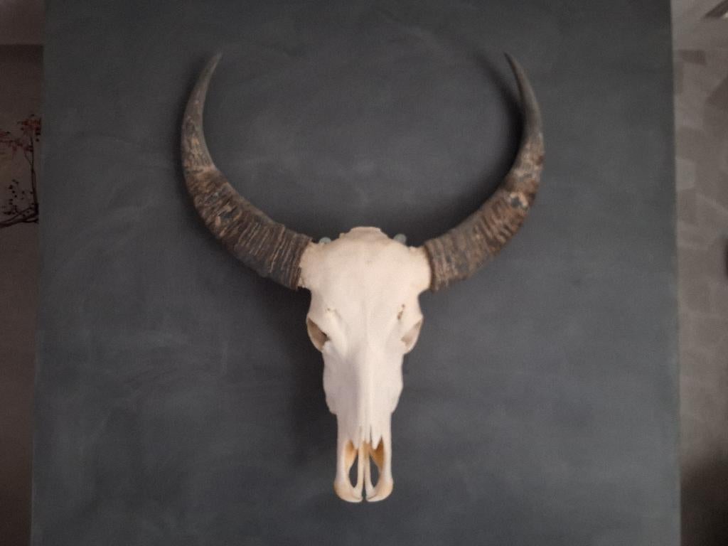 waterbuffel schedel, Ophalen, Wandhanger, 95 cm, Zo goed als nieuw