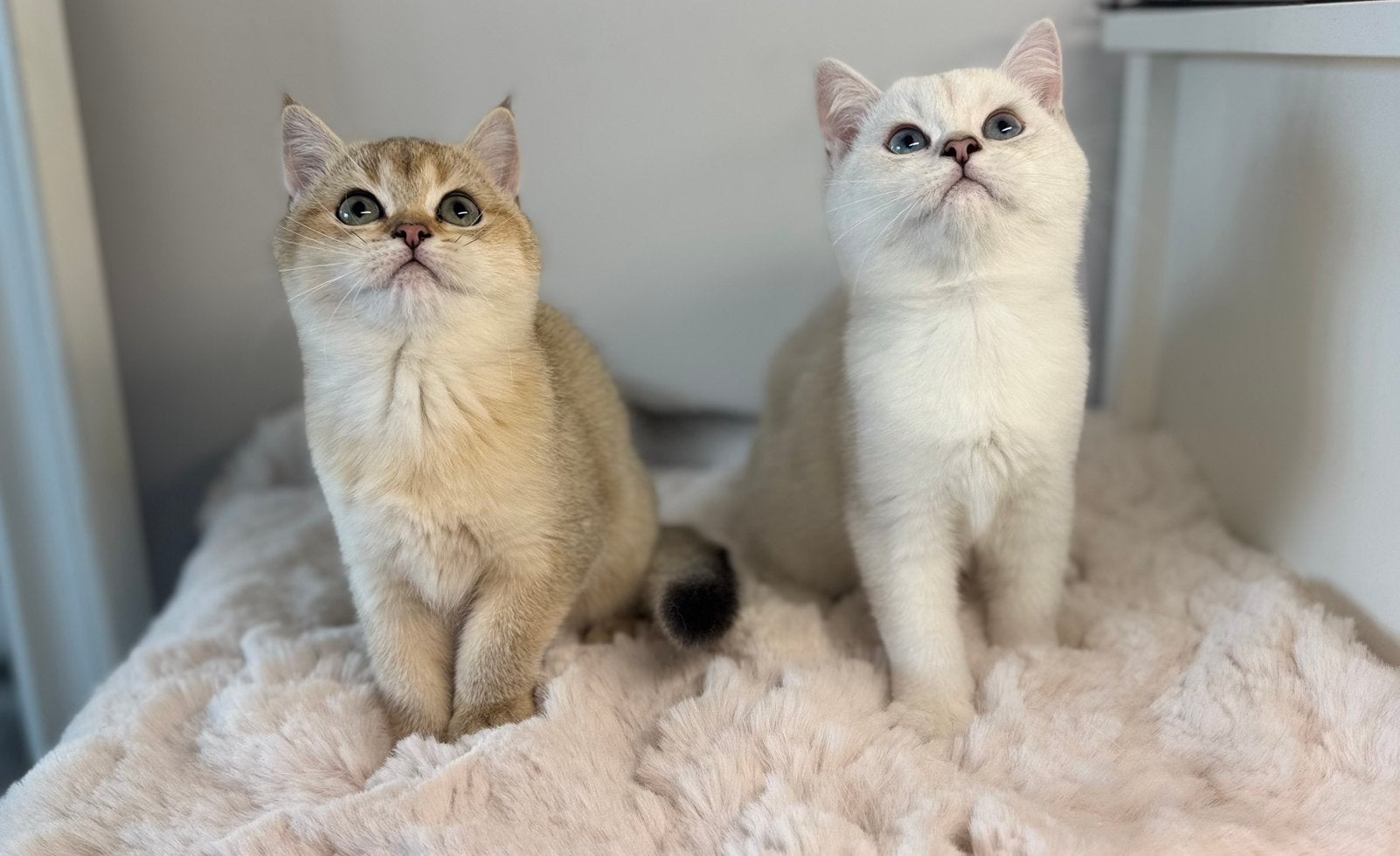Britse korthaar kittens MET STAMBOOM. Golden/ silver shaded, Dieren en Toebehoren, Meerdere dieren, Met stamboom, 0 tot 2 jaar