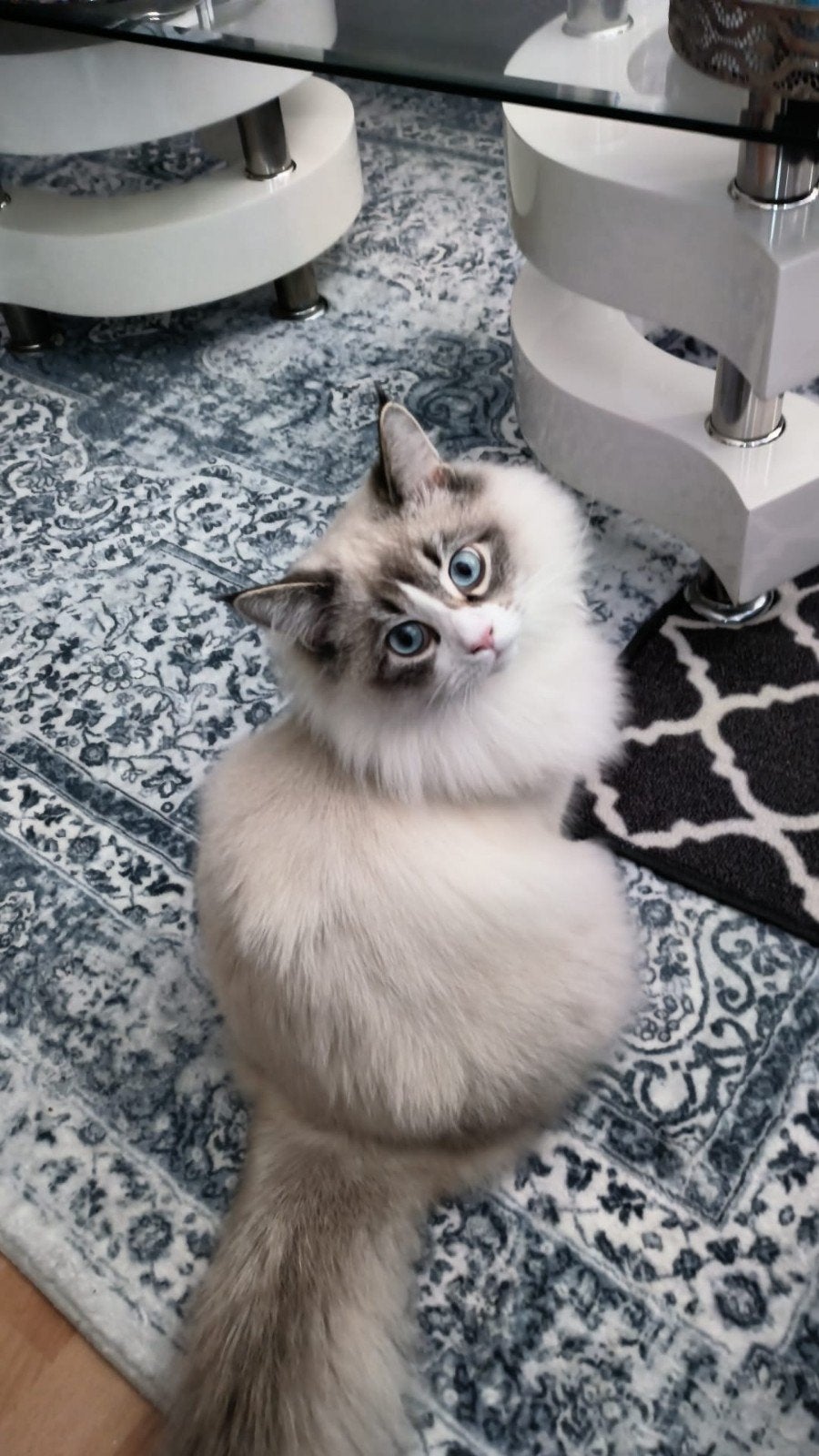 dekkater Ragdoll ( Lucas)., Kater