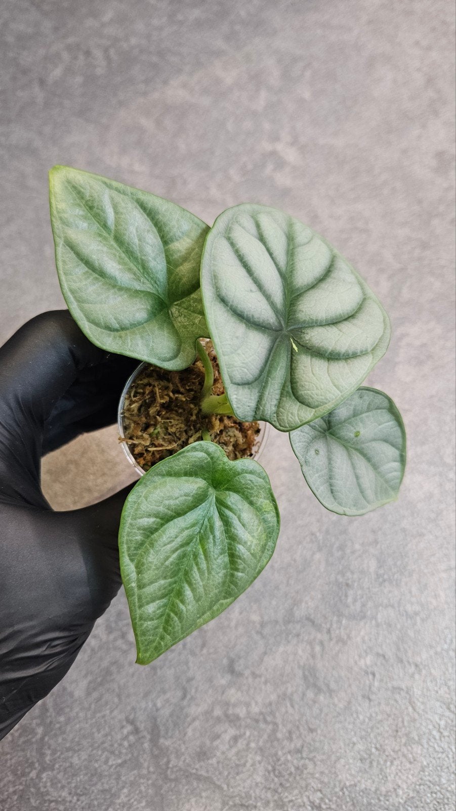 Alocasia Silver Dragon (variegata), Ophalen of Verzenden, Halfschaduw, Minder dan 100 cm