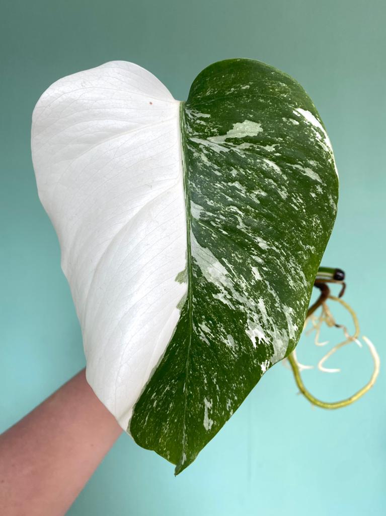 Topkwaliteit - witte Monstera Albo Variegata Stek Half Moon, Ophalen