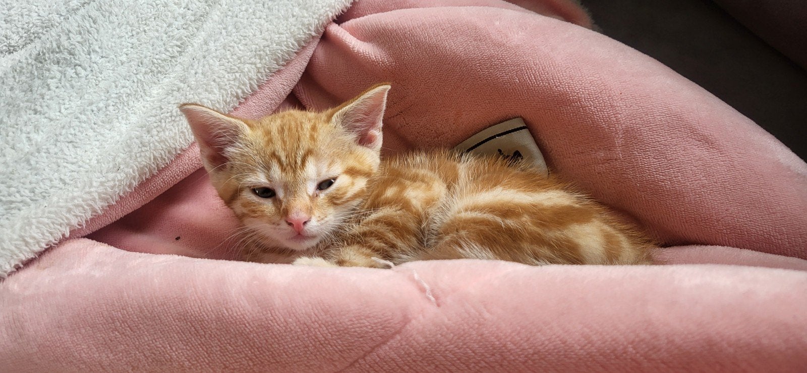 Kittens, Dieren en Toebehoren