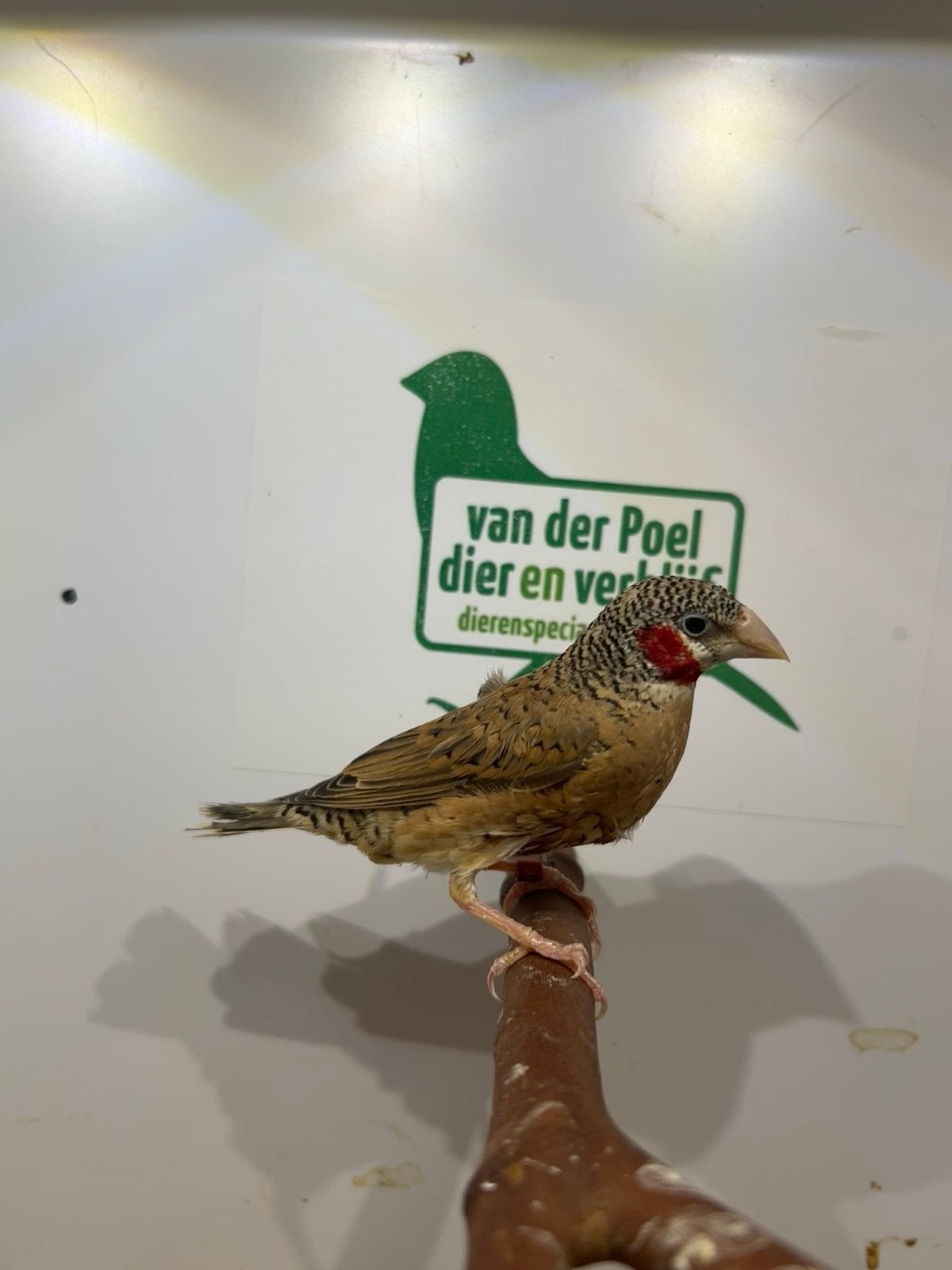 1-1 bandvink, Dieren en Toebehoren, Meerdere dieren, Tropenvogel