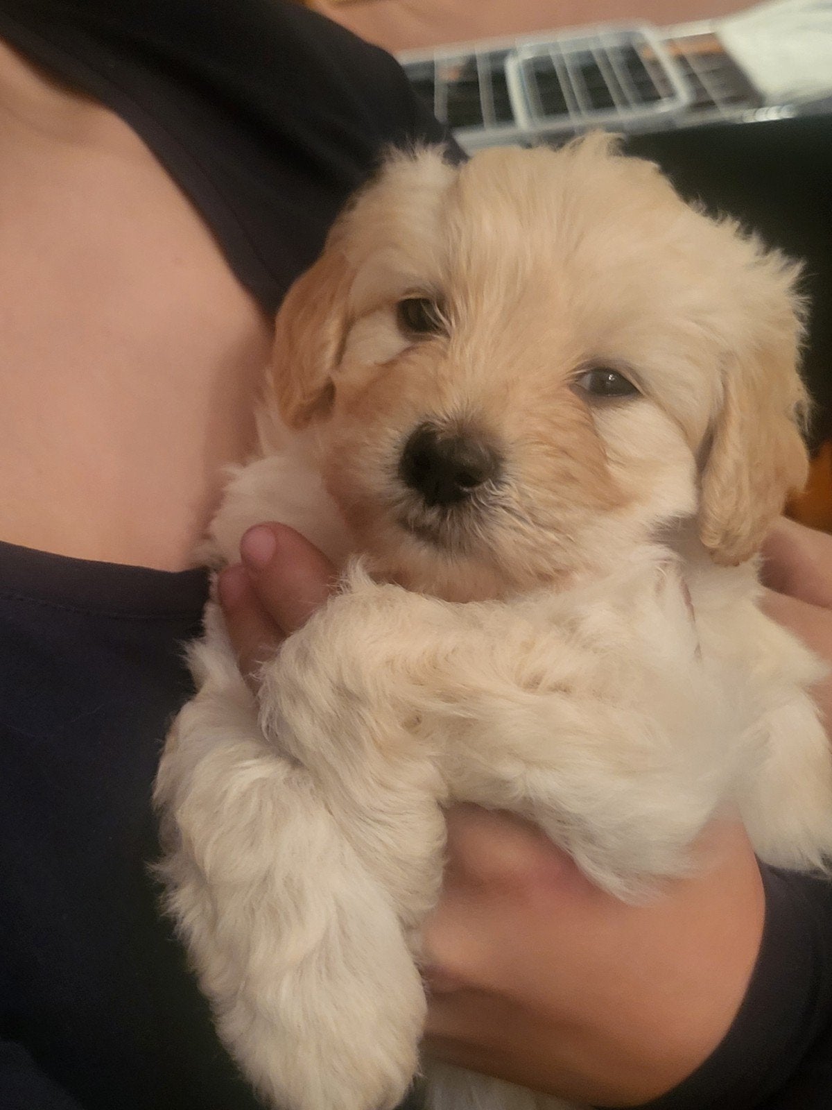 Bordoodle F2 pups , zwart en abrikoos, Overige rassen, 8 tot 15 weken, Meerdere, Meerdere dieren