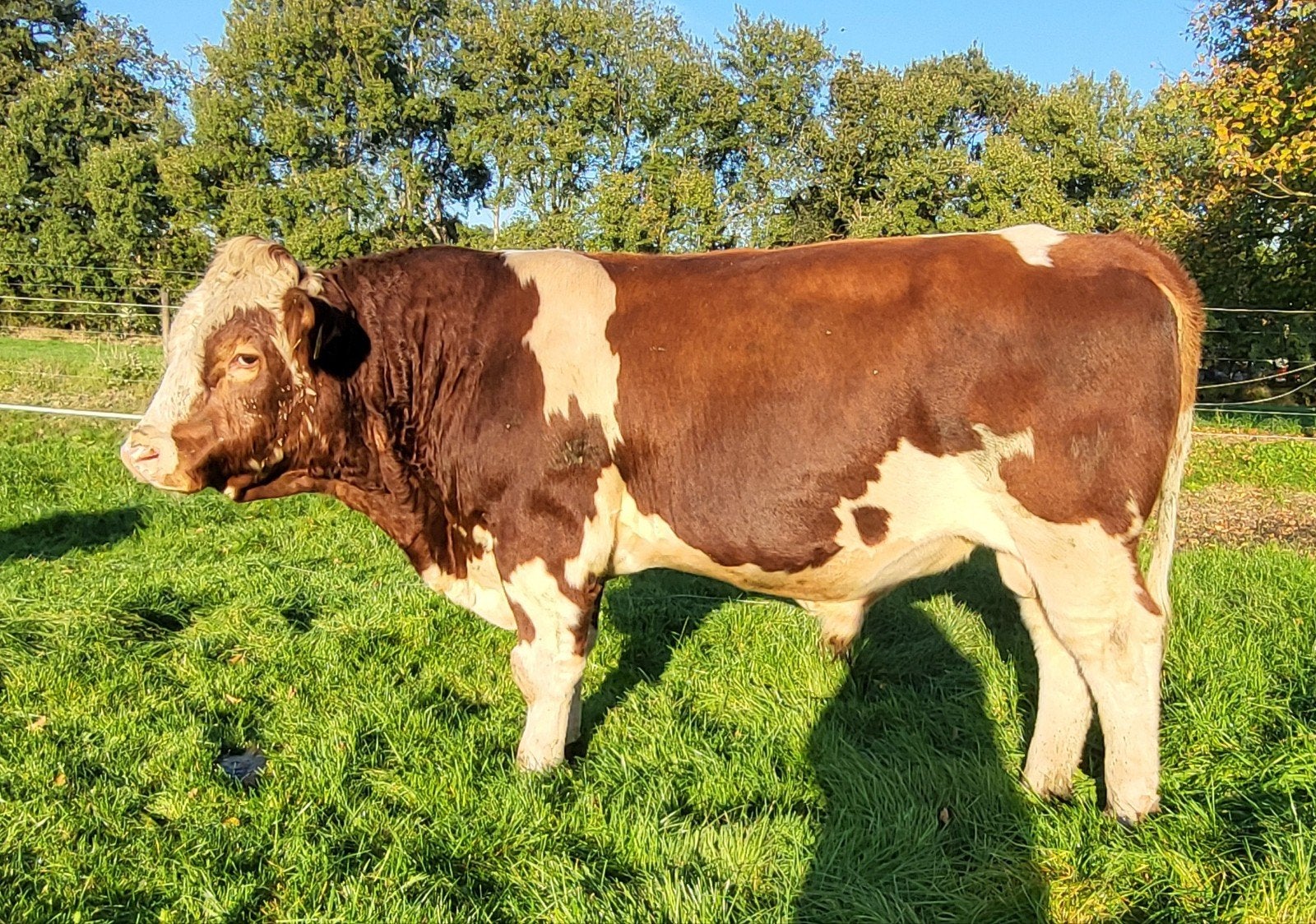 MRIJ x Normandier stier 1,5 jaar, Mannelijk, 0 tot 2 jaar
