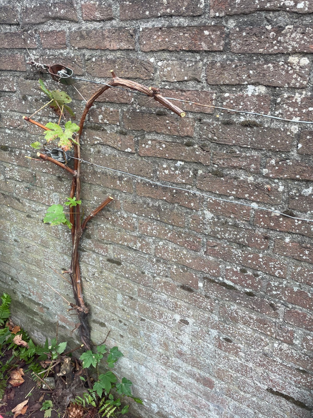 Druivenplant - volwassen Wijnstok, Ophalen, Overige soorten, Volle zon, 100 tot 250 cm