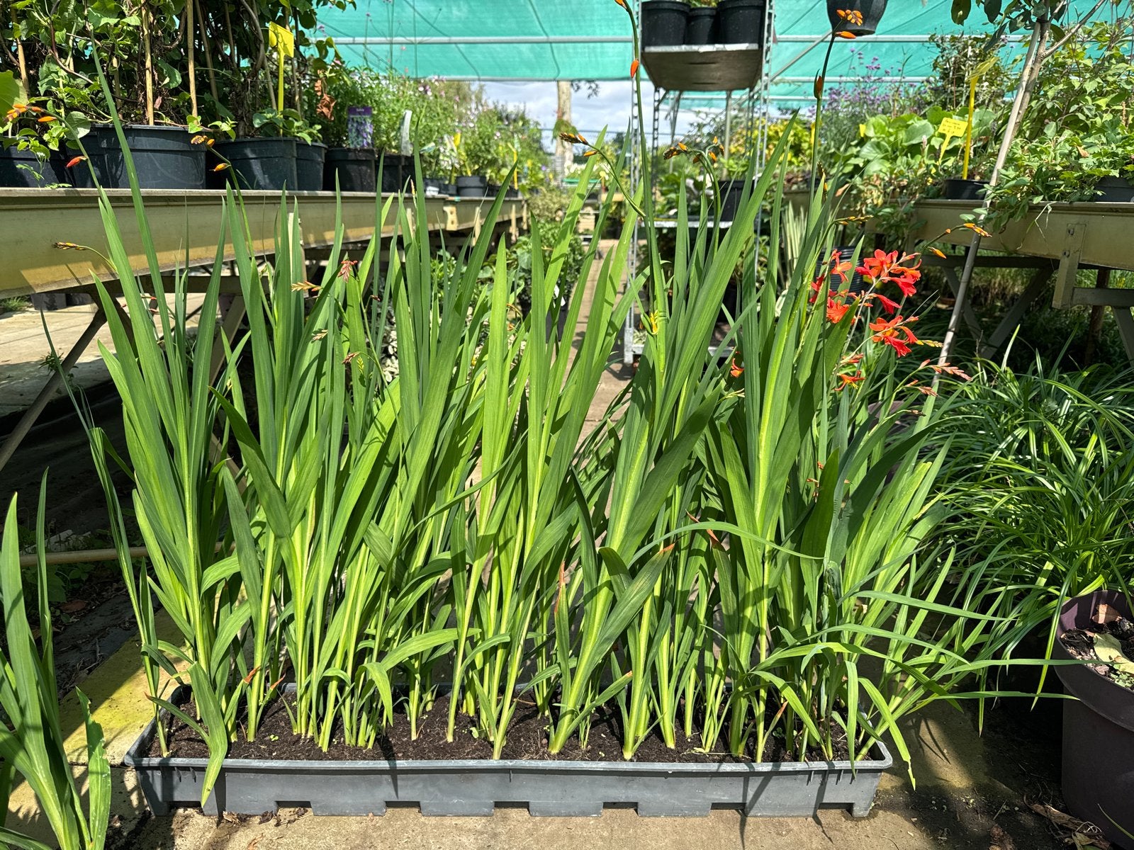 Bloembak met Crocosmia (Montbretia) - 100 cm nu 2 + 1 Gratis, Volle zon, Vaste plant, Zomer, Ophalen
