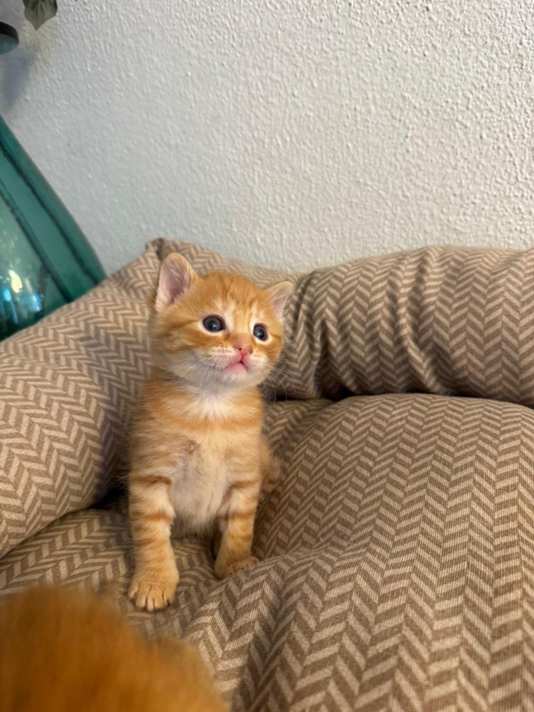 Uniek oranje poesje zoekt gouden mandje!, Poes, Ontwormd, 0 tot 2 jaar