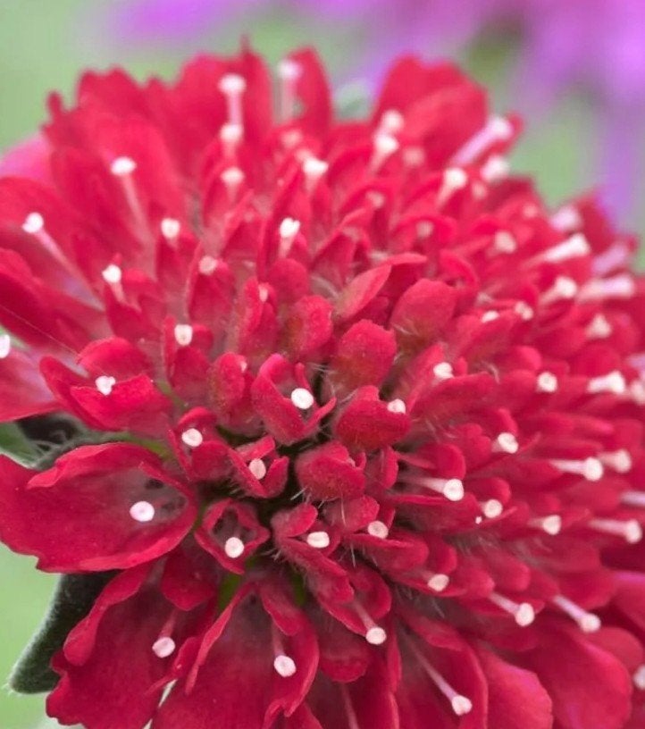 Knautia macedonica 'Red Knight' P9 - 360 op voorraad, Ophalen of Verzenden, Vaste plant, Overige soorten, Volle zon