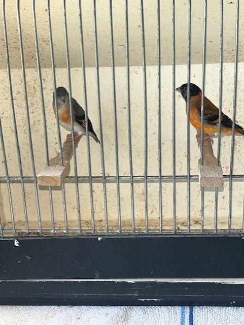 Sijzen, Dieren en Toebehoren, Meerdere dieren, Wildzangvogel, Geringd