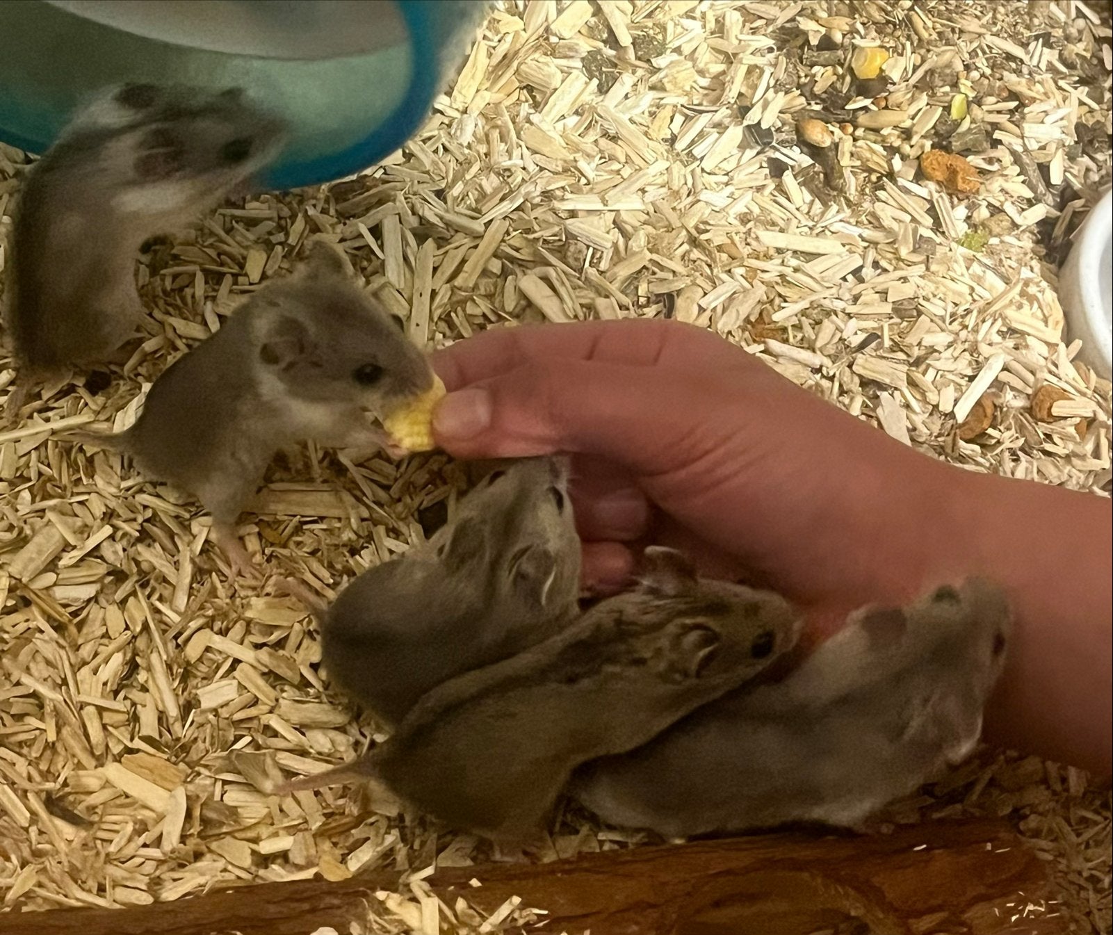 Baby dwerghamsters, Dieren en Toebehoren, Hamster, April, Meerdere dieren, Tam