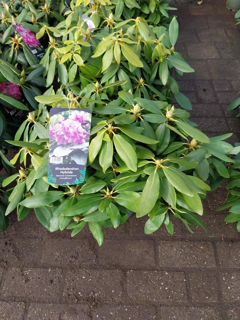 Rhododendron Struiken - Diverse Soorten, Tuin en Terras, Planten | Struiken en Hagen, Ophalen, Rhododendron, Struik, Minder dan 100 cm