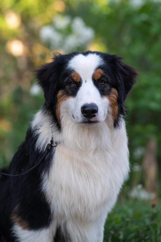 Australian Shepherd FCI Stamboom Dekreu, Dieren en Toebehoren, Fokker | Hobbymatig, Reu, Buitenland, Parvo
