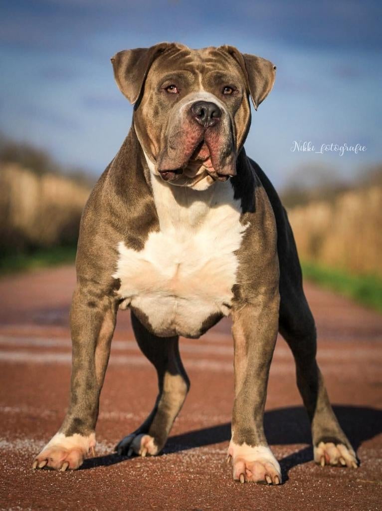 Bully xxl, Parvo, Eén hond, 3 tot 5 jaar, Nederland